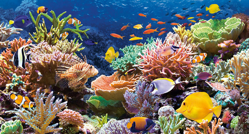 Жизнь и смерть в коралловых рифах