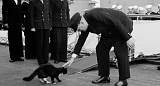 Коты на службе морской